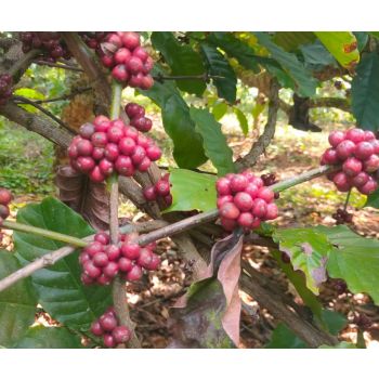 Robusta Espresso