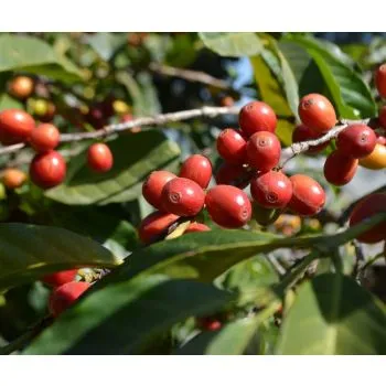 Espresso Harrar Longberry - frisch eingetroffen