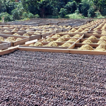 Mexico Kaffee