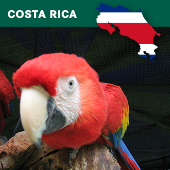 Costa Rica Tarrazu