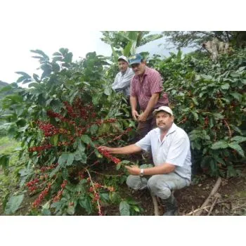 Nicaragua El Limoncillo Kaffee