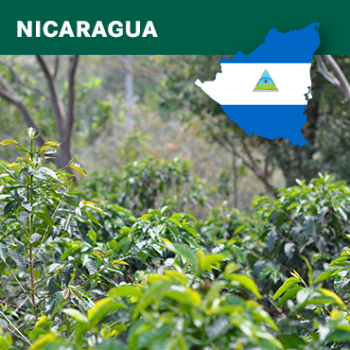 Nicaragua El Limoncillo Kaffee