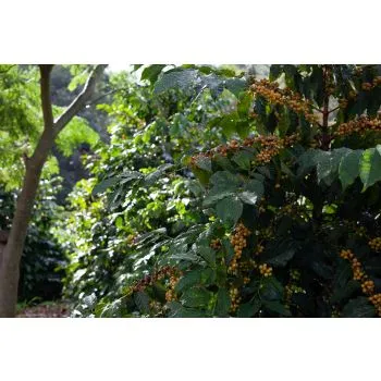 Espresso Peru - fair gehandelt, organic