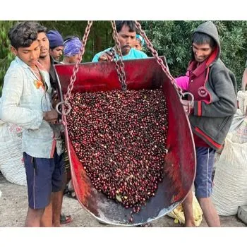 Robusta Espresso