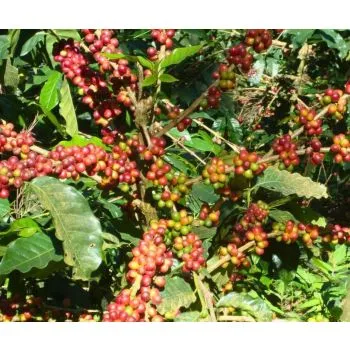 Indian Monsooned -kein Espresso