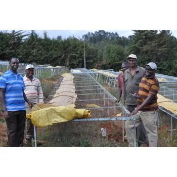 Kenia AA Plus